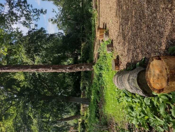 Figure 103 Grounds of former St Alban's church centre with tree stumps serving as seats