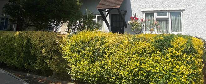 Figure 15 Hedged boundary outside 118 Connaught Road