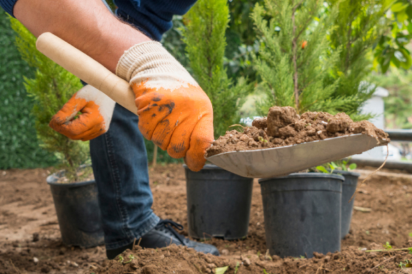 Richmond Council to give away 1,000 trees!