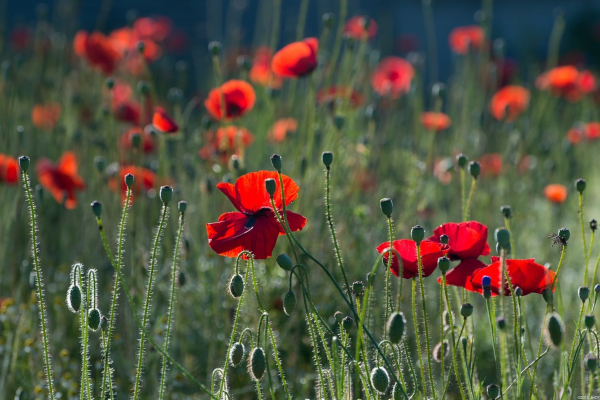 Remembrance Sunday services taking place across the borough