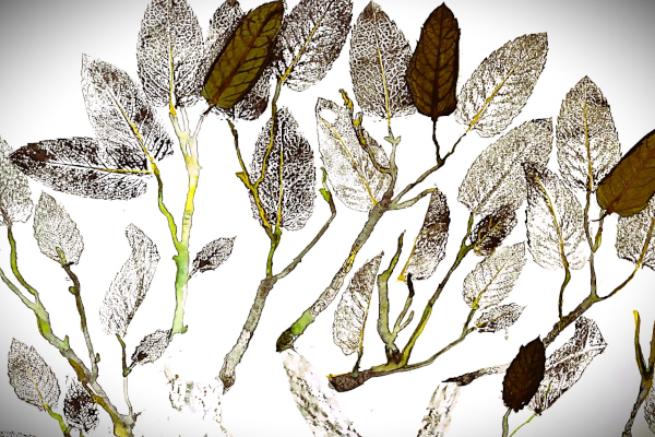 Explore Richmond’s trees through collective art and shared dialogue