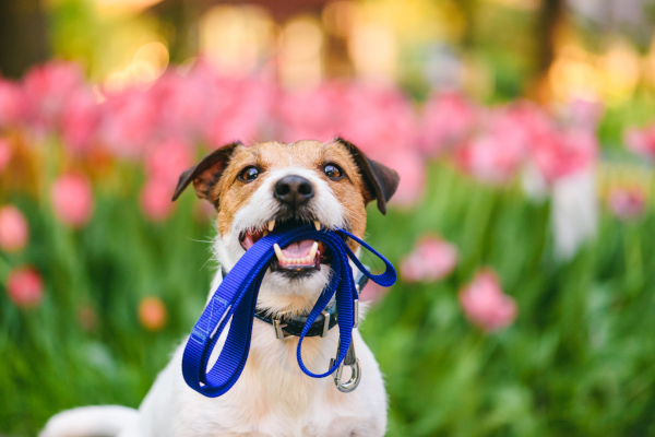 Get your professional dog walking licence